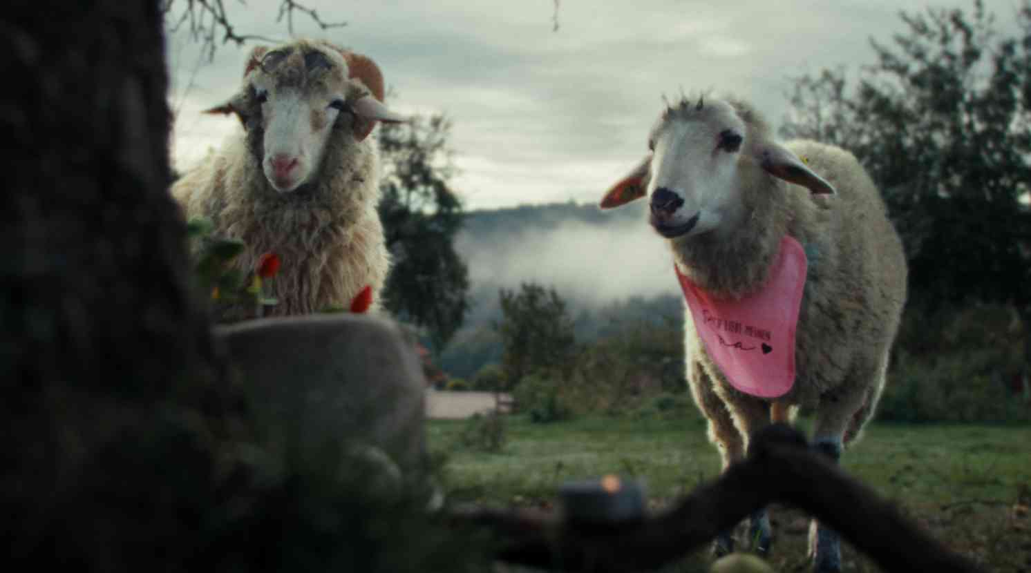 Sheep
