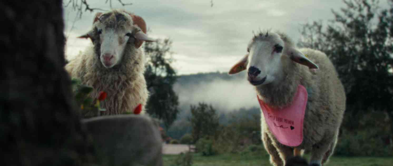 Sheep